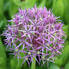 11 Moments To Remember From Allium Christophii Bulbs Allium Christophii Bulbs Https Ift Tt 301aznn Perennial Plants Bulb Flowers Dried Flower Arrangements