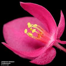 Image result for Antigonon leptopus