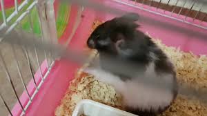 Pretty sure a santa hat wouldn't fit on my pfp. Funny Pfp Hamster Novocom Top