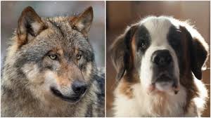 'Wolf Sighting' Turns Out To Be Roving Pack Of Saint Bernards: Officials