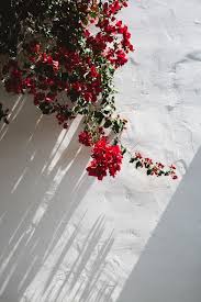 Check spelling or type a new query. At Home With Photographer Marisa Vitale Sfgirlbybay Flower Background Wallpaper Flowery Wallpaper Red Flowers
