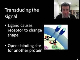 Signal Transduction Pathways Signal Transduction Pathways Biology