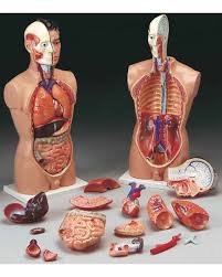 Individual components were created to represent the skin, fat, muscle, and bone regions of the torso anatomy. Torso Anatomy Models Human Torso Models