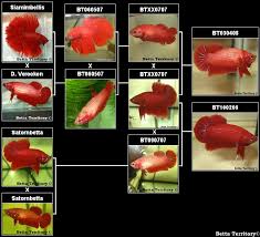 80 Rational Betta Growth Chart