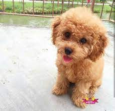 1 kedi 1 kopek sahiplendirme ilanlari poodle oyuncak kanis kopek