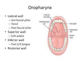 It forms the posterior pillar of the fauces or tonsillar fossa. Faucial Pillars In Mouth