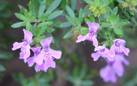 Image result for Westringia