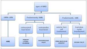Http Www Stemcellshealthcare Com Treatable Diseases Motor Neuron Disease Mnd Motor Neuron Neurons Neurological Disorders