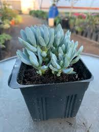 Image result for Senecio subsessilis