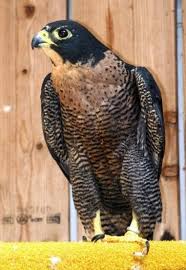 Peregrine Falcon Birds Of Prey Animals Sullivan Mews World Class Falcon Pet Birds Birds Of Prey Backyard Birds