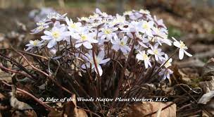 Maybe you would like to learn more about one of these? Spring Ephemeral Native Plants