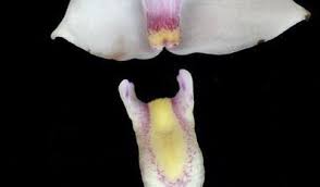 Image result for Polystachya dewanckeliana