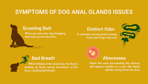 With pets living longer than ever, cancer has become a diagnosis that we see more commonly in older dogs. Dog Anal Glands 12 Ways To Prevent And Treat Anal Gland Problems