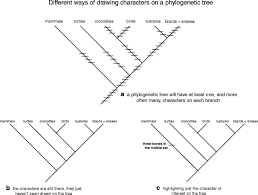 How To Read A Phylogenetic Tree | Evolution: Education And Outreach | Full  Text