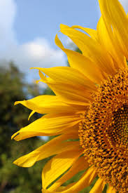 Harga bibit bunga matahari terkini. Bunga Matahari Bunga Kuning Bunga Kuning Cantik Background Tanaman Berbunga Kesegaran Kepala Bunga Kerentanan Pxfuel