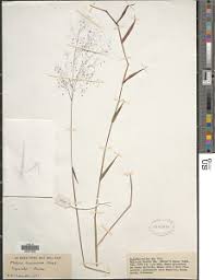 Image result for Melinis macrochaeta