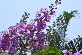 Check spelling or type a new query. Bengaluru Summer Blooms Colours Of Hope Deccan Herald