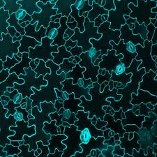 Stomata The Plant Pores That Give Us Life Arise Thanks To A Gene Called Mute Scientists Report Uw News
