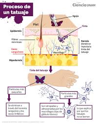 Tatuajes vistos desde la química - Ciencia UNAM