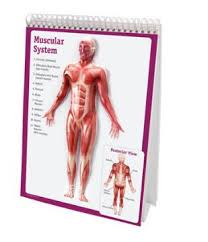 3 types of muscles are contained within the human body smooth muscles are found in the walls of many organs, such as the stomach and in blood vessels. Human Anatomy Flip Chart Detikak