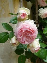 Introduced in france by meilland et cie in 1985 as 'pierre de ronsard'. Rose Pierre De Ronsard Beautiful Flowers Beautiful Roses Pink Roses