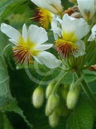Image result for Sparrmannia