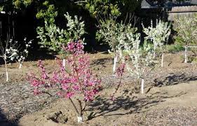 Dave wilson nursery is the largest wholesale grower of fruit trees for the home garden in the united states. Dave Wilson Nursery