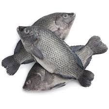 Tilapia Fish Box
