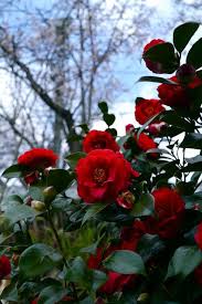 Camellia 2 Flower Aesthetic Most Beautiful Flowers Camellia Plant