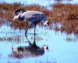 White Bird With Red Cheeks Sandhill Crane A Rare Sighting Of The Sandhill Crane This Is A Large Water Bird Which Has A Light Grey Plumage A Lon Yellow Eyes Elkhorn Slough Forehead