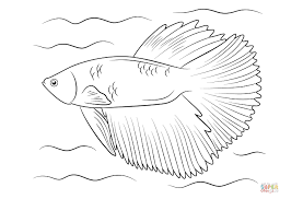 Gambar yang bagus untuk background power point; 17 Contoh Sketsa Gambar Ikan Beragam Jenis Broonet