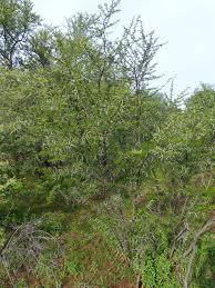 Image result for Acacia borleae
