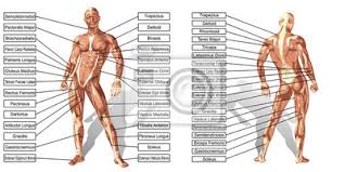 Maybe you would like to learn more about one of these? Vector 3d Man Muscle Anatomy With Text Isolated Wall Mural Murals Deltoid Anatomically Musculature Myloview Com