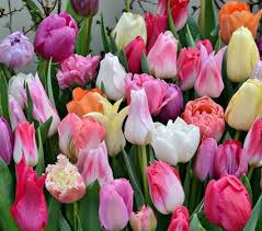 Whatever your favourite flowering plant, we've something to suit you. Buy Top Quality Dutch Tulip Bulbs At White Flower Farm