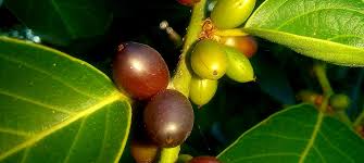 Image result for Bridelia micrantha