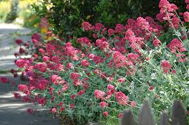 Image result for Centranthus