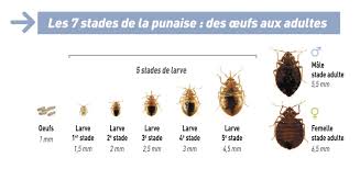 Photo d'oeuf de punaise de lit en incubation : La Punaise De Lit Eco Flair