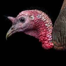 One of the main differences is size. Wild Turkey National Geographic