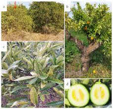 Image result for Citropsis