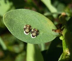 Image result for Clutia pulchella