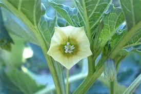 Image result for Physalis angulata