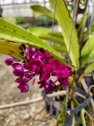 Image result for Rhynchosia resinosa