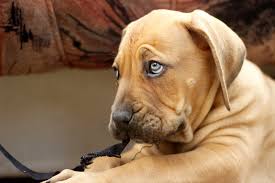 Help Is Your Dog Throwing Up Water And Clear Liquid