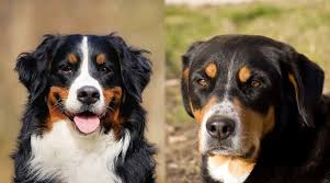 Maybe you would like to learn more about one of these? Bernese Mountain Dog Vs Greater Swiss Mountain Dog
