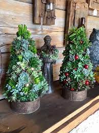 How to plant a christmas cactus. Succulent Topiary Christmas Trees Christmas Plants Succulents Diy Live Christmas Trees