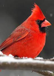 How To Choose The Best Cardinal Bird Feeder Food Reviews Faq S Top Tips Cardinal Birds Pet Birds Bird