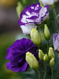 Image result for eustoma lisianthus in garden