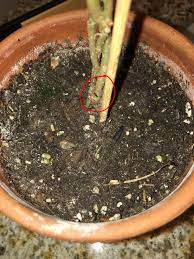 I applied one soil drench and that was enough to stop things getting worse (stopped the good news is that we no longer have fungus gnats in the garden and haven't seen any in weeks. Do Fungus Gnats Damage Roots