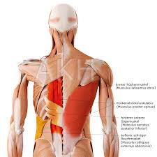 Die besten bücher bei amazon.de. Starkung Der Unteren Ruckenmuskulatur Und Der Ruckenstreckmuskulatur