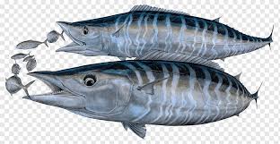 Strike tuna di kawanan ikan. Tenggiri Png Pngwing